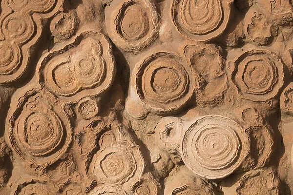 Africa, Morocco, Erfoud. Details of fossils at fossil factory