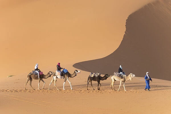 Africa, Morocco. Tourists ride camels in Erg Chebbi in the Sahara desert