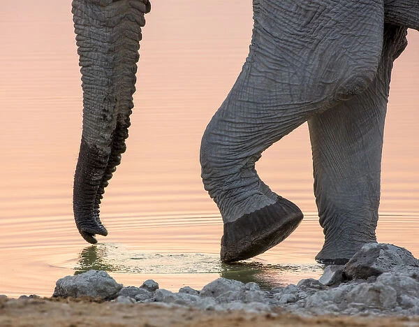 Africa, Namibia, Etosha National Park. Drinking elephant at sunset