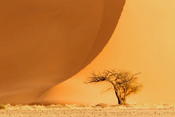 Africa, Namibia, Namib Desert, Namib-Naukluft National Park, Sossusvlei. A dead camel thorn tree