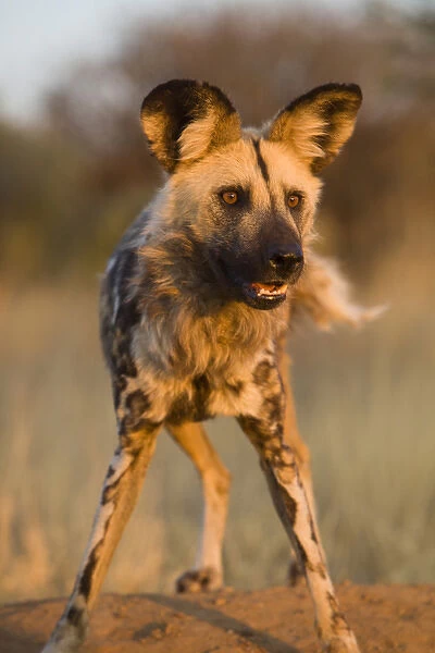 Africa, Namibia. Wild dog close-up. Credit as: Jim Zuckerman  /  Jaynes Gallery  /  DanitaDelimont