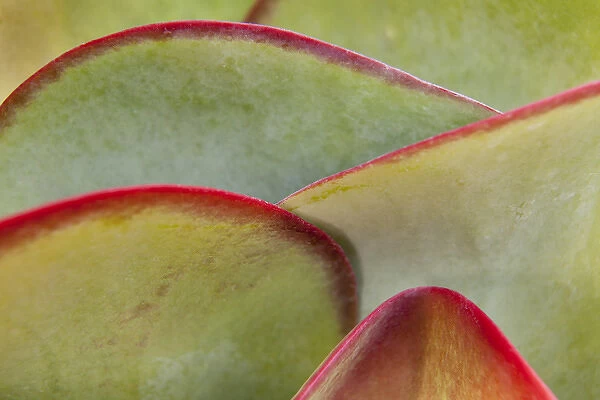Africa, Namibia, Windhoek. Close-up of succulent leaves