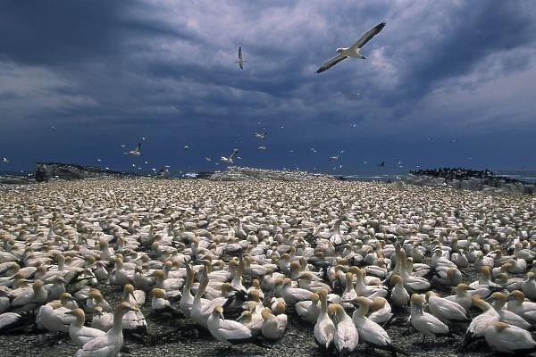 Africa, South Africa, Lamberts Bay. Cape Gannet colony (Sula capensis)
