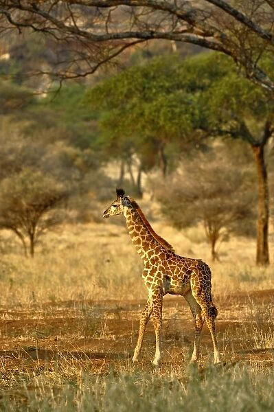 Africa, Tanzania