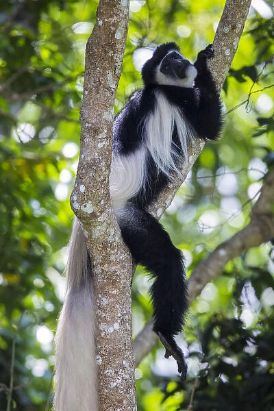 Africa. Tanzania. Black and White Colobus, also known as mantled guereza (Colobus