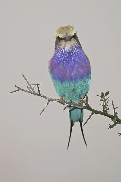 Africa. Tanzania. Lilac-breasted Roller at Tarangire NP