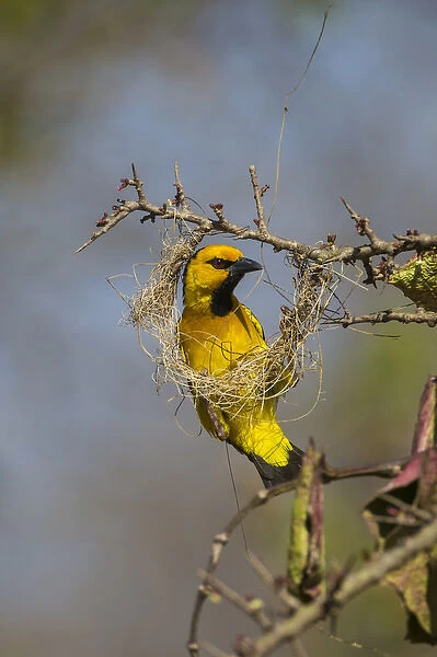 Africa. Tanzania. Male black-necked weaver (Ploceus nigricollis melanoxanthus) nest-building