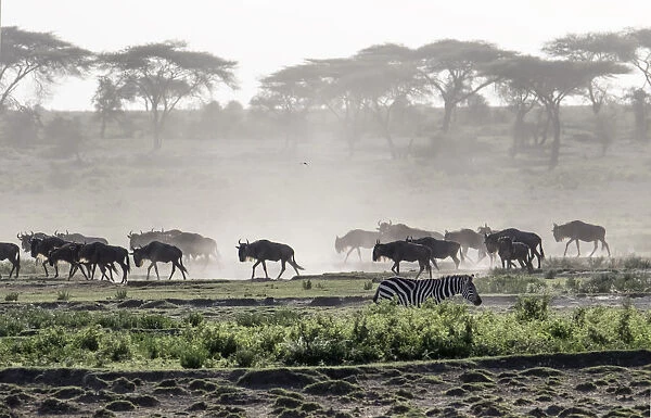 Africa, Tanzania, Ndutu. Wildebeest or Brindled Gnu (Connochaetes taurinus) migration