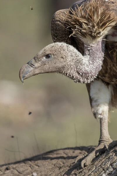 Africa, Tanzania, Ngorongoro Conservation Area, White-backed Vulture (Gyps africanus