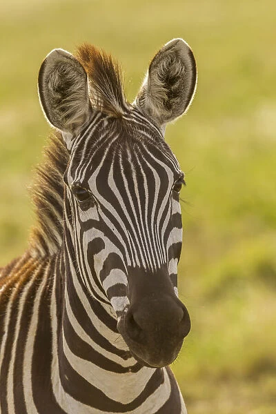 Africa, Tanzania, Serengeti National Park. Close-up of young plains zebra