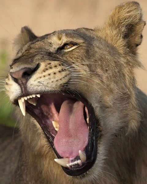Africa. Tanzania. Young lion yawns in Tarangire NP
