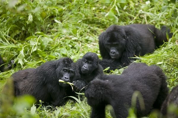 Africa, Uganda, Bwindi Impenetrable National Park, Mountain Gorilla troupe (Gorilla