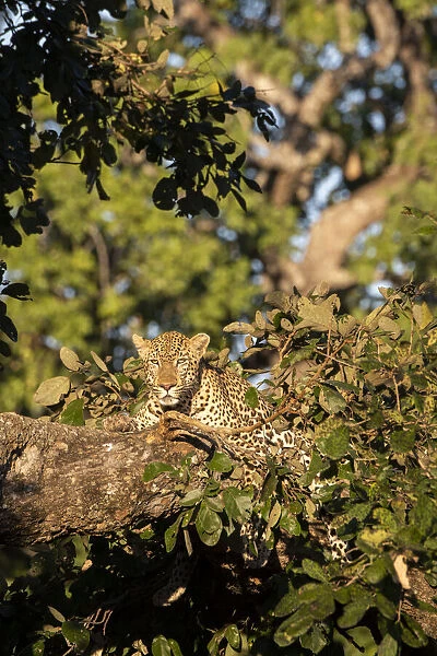 Africa, Zambia, South Luangwa National Park. Male African leopard (Panthera pardus
