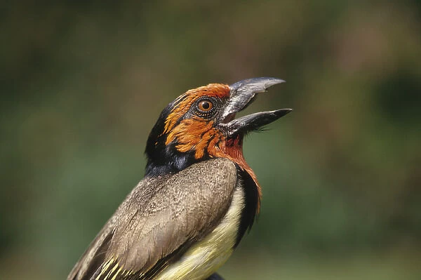Africa, Zimbabwe. Close-up of black-collared barbet