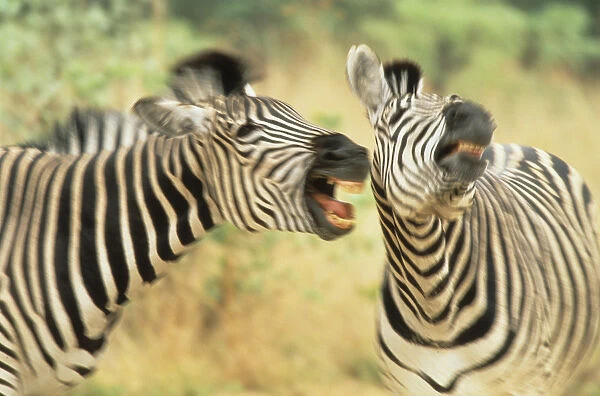 Africa, Zimbabwe. Two zebras in a dispute