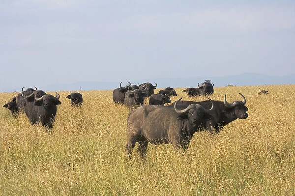 African Buffalo (Syncerus caffer), Mount Kenya National Park, Kenya