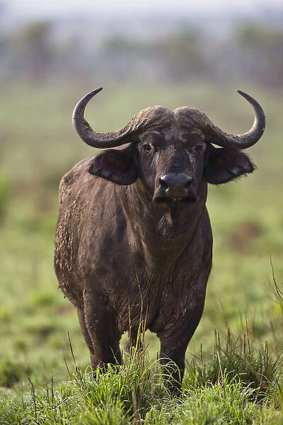African Buffalo (Synercus caffer) or Cape Buffalo in the Grasslands of Murchison Falls Nationa Park