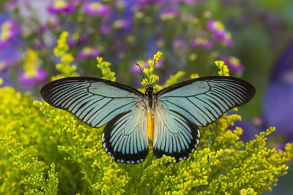 African Giant Blue Swallowtail Butterfly, Papilio zalmoxis
