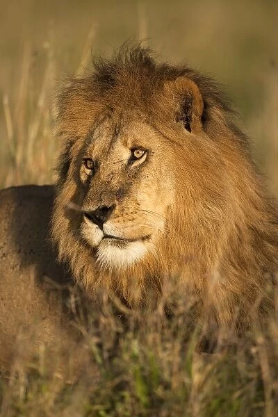 African Lion Portrait, Panthera leo, in the Masai Mara GR, Kenya