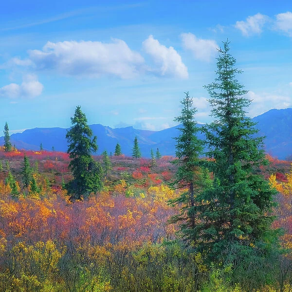 Alaska, Denali National Park. Fall landscape with fall colors