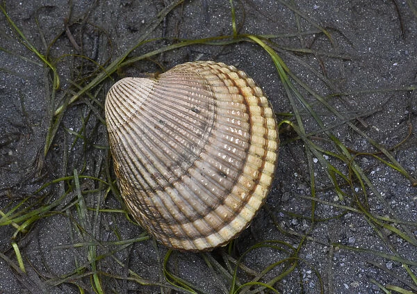 Alaska, Ketchikan, cockle shell on beach