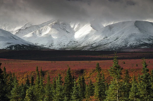 Alaska Range in AutumnTaiga; Denali National Park; Alaska; USA; fall; autumnal; colorful