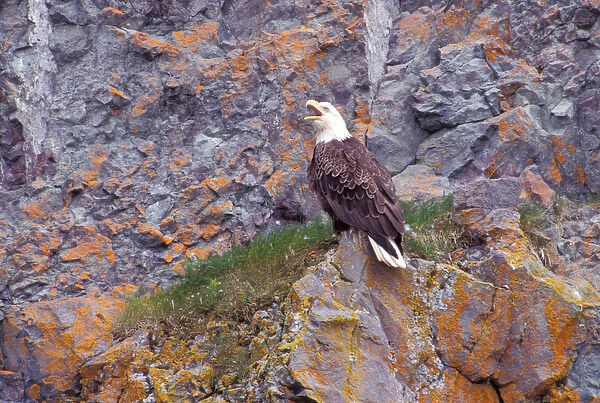 Alaska, Unalaska Island, Bald Eagle, Haliaeetus Leucocephalus