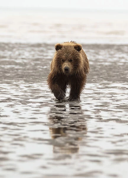 Alaska, USA. Grizzly bear walking through mud