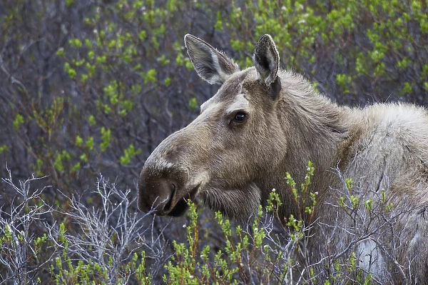 Alaskan Cow Moose