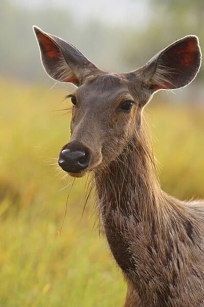 Alert Sambar Deer, Corbett National Park, India