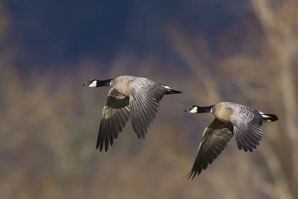 Aleutian cackling geese