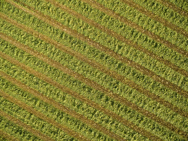 Alfalfa field after its been cut and before it is baled, Marion County, Illinois