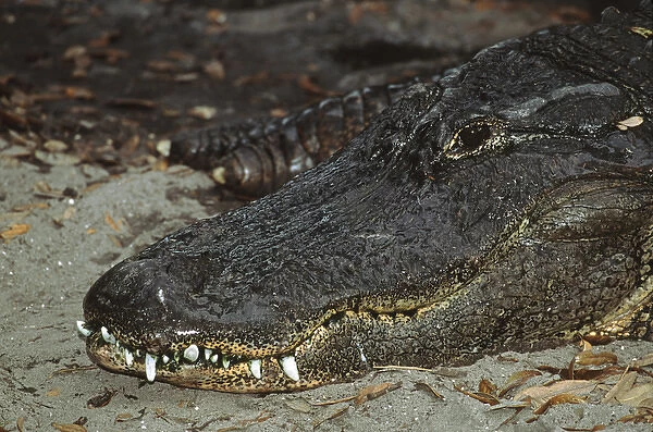 Alligator (Alligator mississippiensis) closeup. This may be an old specimen, for