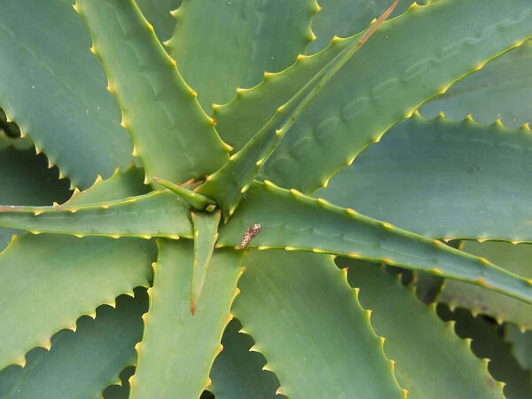 Aloe Plant, Big Sur, California, USA