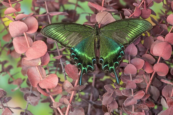 Alpine Black Swallowtail Butterfly, Papilio maackii