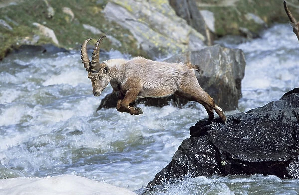 Alpine Ibex (Capra ibex) young bull trying to jump over a swollen mountain torrent in spring