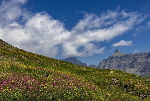 Alpine meadow filled with wildflowers with Bishops Cap in background in Glacier National Park, Montana, USA