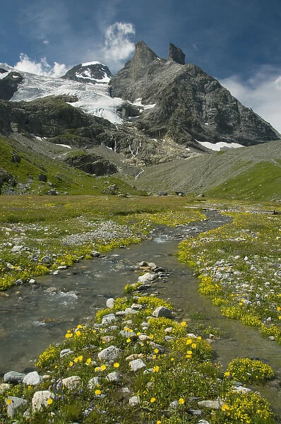 Alpine meadow below Tschingelhorn, 3562 meters, upper Lauterbrunnen Valley, Bernese Alps