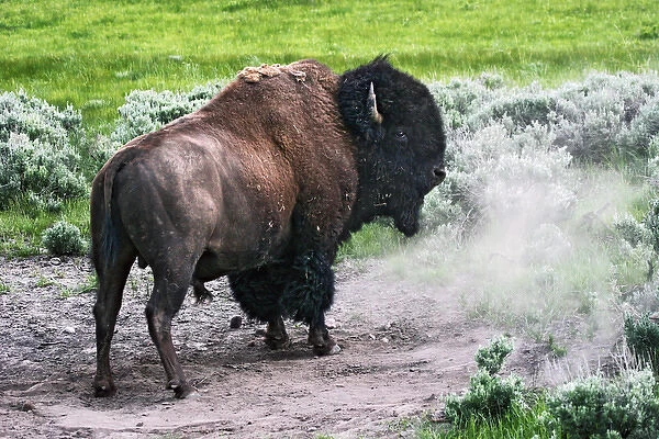 American Bison (Bison bison) male after dust bath, Yellowstone National Park, Wyoming