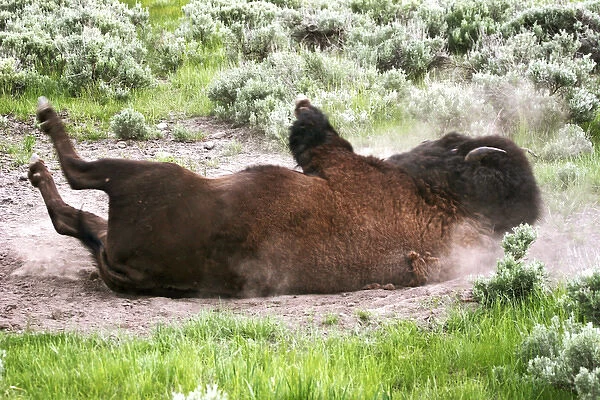 American Bison (Bison bison) rolling in dust, Yellowstone National Park, Wyoming, USA