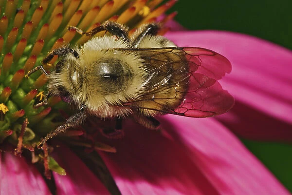 American Bumble Bee, Bombus pennsylvanicus, on coneflower