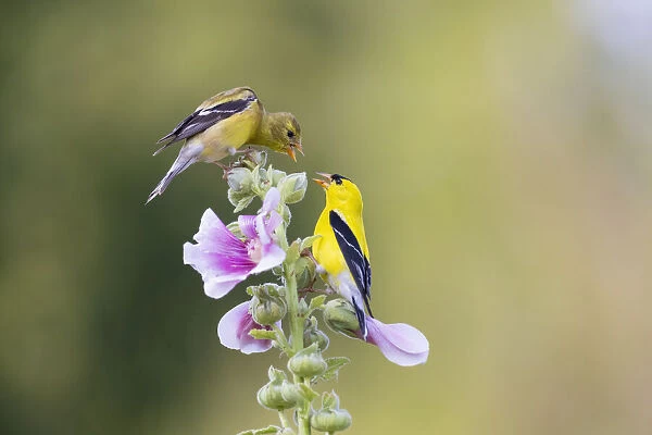American goldfinch male and female on hollyhock, Marion County, Illinois