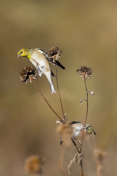American Goldfinch (Spinus tristis) feeding on sunflower seeds