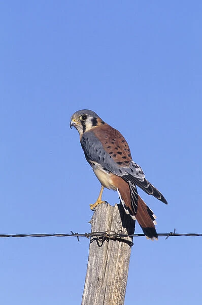 American kestrel (Falco sparverius) male on fence post, Colorado