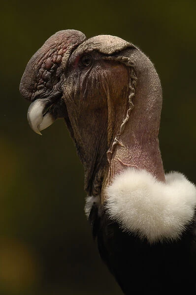 Andean Condor (Vultur gryphus) Andes ECUADOR. South America RANGE: Andes