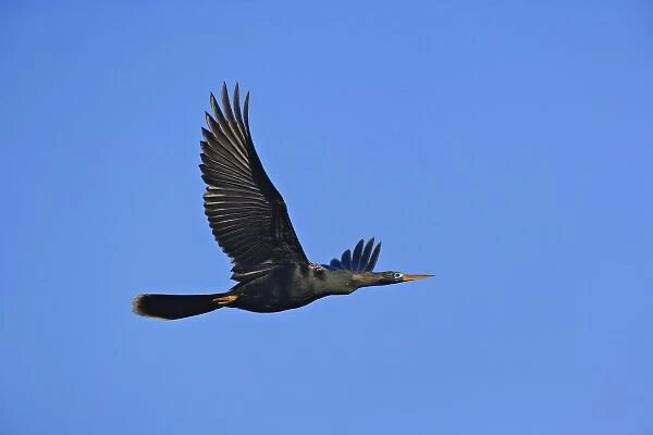 Anhinga in flight, Anhinga anhinga, Ding Darling National Wildlife Refuge, Sanibel Island