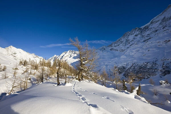 Animal tracks in deep snow in winter landscape with larch tree forest in the Loetschental (Valais)