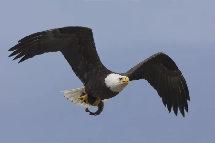 Framed Print : Bald Eagle Print - Perched to Eat Catch Framed Print : Bald Eagle Print - Perched to Eat Catch