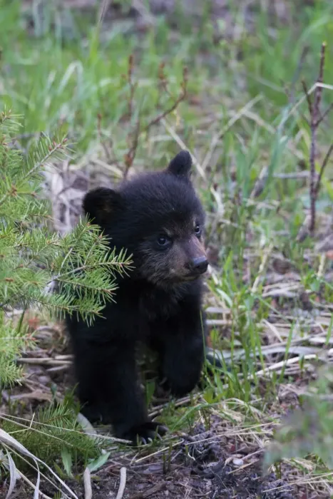 Framed Print : Black Bear Cub Print Framed Print : Black Bear Cub Print