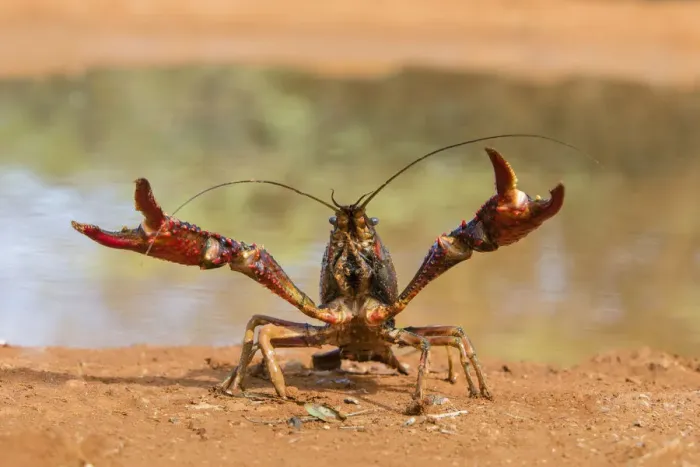 Framed Print : Crayfish Print in Defensive Posture Framed Print : Crayfish Print in Defensive Posture